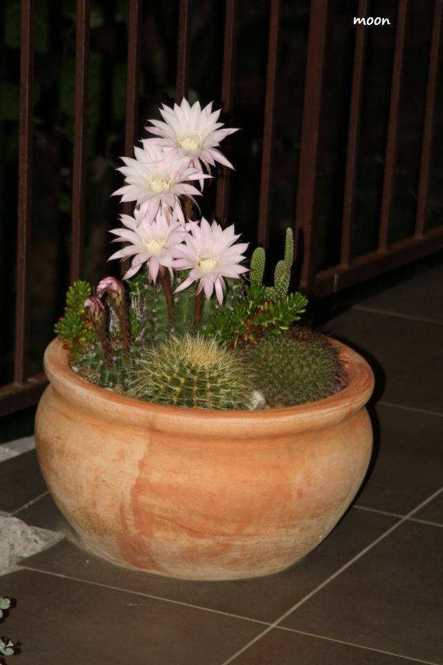 kaktusi